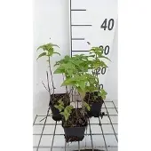 GRDplanten 6x Bergamotplant - Monarda hybr. 'Fishes' | 9x9 cm pot
