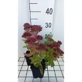 GRDplanten 6x Hemelsleutel - Sedum hybr. 'Carl' | 9x9 cm pot
