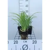 GRDplanten 6x Daglelie - Hemerocallis hybr. 'Pink Damask' | 9x9 cm pot