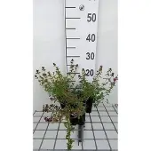 GRDplanten 6x Wilde tijm - Thymus serpyllum | 9x9 cm pot