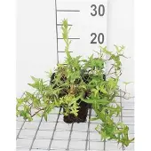 GRDplanten 12x Pijlblad-Ieder - Hedera helix 'Sagittifolia' | 9x9 cm pot