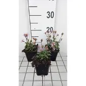 GRDplanten 6x Aster - Aster radula 'August Sky' | 9x9 cm pot