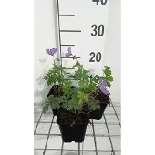 GRDplanten 6x Ooievaarsbek - Geranium himal. 'Baby Blue' | 9x9 cm pot