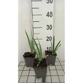 GRDplanten 6x Dwergbaardiris - Iris (pum.) 'Lilly White' | 9x9 cm pot