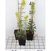GRDplanten 6x Wolfsmelk - Euphorbia char. 'Forescate' | 9x9 cm pot