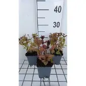 GRDplanten 6x Kattekruid - Nepeta subs. 'Sweet Dreams' | 9x9 cm pot