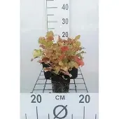 GRDplanten 6x Purperklokje - Heuchera hybr. 'Marmalade' | 9x9 cm pot