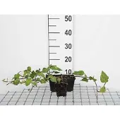 GRDplanten 12x Perzische Klimop, Kaukasische Klimop - Hedera colchica | 9x9 cm pot