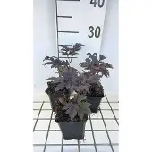GRDplanten 6x Zilverkaars - Actaea simplex 'Chocoholic' | 9x9 cm pot
