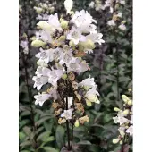 GRDplanten 6x Slangekop - Penstemon dig. 'Husker Red' | 9x9 cm pot