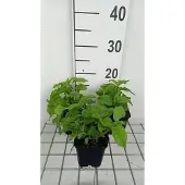 GRDplanten 6x Leverkruid - Eupatorium coelestinum | 9x9 cm pot