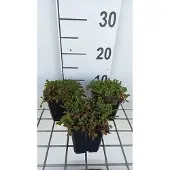 GRDplanten 6x Sedum sexangulare