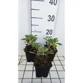 GRDplanten 6x Salie - Salvia sylv. 'Balsalarv' ('blue marvel') | 9x9 cm pot