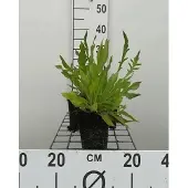 GRDplanten 6x Breemdkroon - Knautia macedonica | 9x9 cm pot