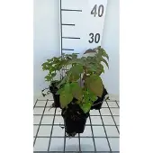 GRDplanten 6x Bergamotplant - Monarda hybr. 'Croftway Pink' | 9x9 cm pot
