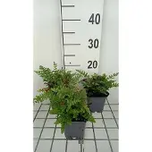 GRDplanten 6x Botte Schildvaren - Woodsia obtusa | 9x9 cm pot
