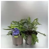 GRDplanten 6x Jakobsladder - Polemonium caer. 'Bressingham Purple' | 9x9 cm pot