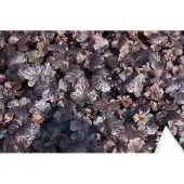 GRDplanten 6x Damastbloem - Heuchera hybr. 'Black Sea' | 9x9 cm pot
