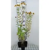 GRDplanten 6x Zonnekruid - Helenium hybr. 'Goldrausch' | 9x9 cm pot
