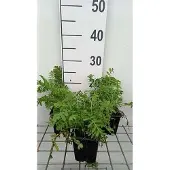 GRDplanten 6x Margriet - Tanacetum vulgare | 9x9 cm pot