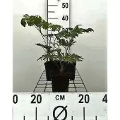 GRDplanten 6x Zilverkaars - Actaea simpl. 'Atropurpurea' | 9x9 cm pot