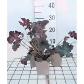 GRDplanten 6x Purperklokje - Heuchera hybr. 'Sugar Plum' | 9x9 cm pot