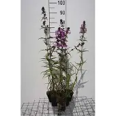 GRDplanten 6x Vlambloem - Phlox (p) 'Amethyst' | 9x9 cm pot