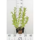 GRDplanten 6x Kattekruid - Nepeta sibirica | 9x9 cm pot
