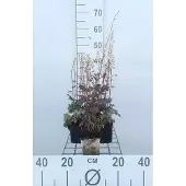 GRDplanten 6x Schuimklokje - Heucherella hybr. 'Quicksilver' | 9x9 cm pot