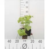 GRDplanten 6x Brandkruid - Phlomis tuberosa | 9x9 cm pot