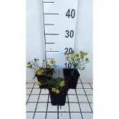 GRDplanten 6x Aster - Aster linosyris | 9x9 cm pot