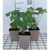 GRDplanten 6x Ooievaarsbek - Geranium magnificum | 9x9 cm pot