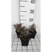 GRDplanten 6x Aster - Aster lateriflorus 'Prince' | 9x9 cm pot