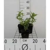 GRDplanten 6x Bergamotplant - Monarda hybr. 'Schneewittchen' | 9x9 cm pot