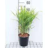 GRDplanten Japans berggras - Hakonechloa macra | 3 liter pot
