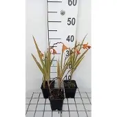 GRDplanten 6x Montbretia - Crocosmia hybr. 'Emily Mckenzie' | 9x9 cm pot