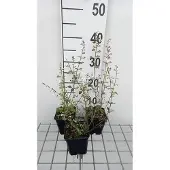 GRDplanten 6x Steentijm - Calamintha nep. 'Weisser Riese' | 9x9 cm pot
