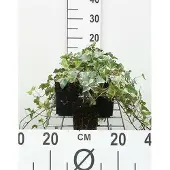 GRDplanten 12x Bontbladige Klimop - Hedera helix 'Glacier' | 9x9 cm pot