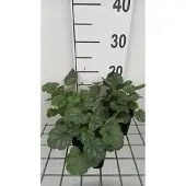 GRDplanten 6x Purperklokje - Heuchera sang. 'Ruby Bells' | 9x9 cm pot