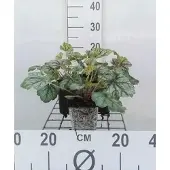 GRDplanten 6x Purperklokje - Heuchera hybr. 'Green Spice' | 9x9 cm pot