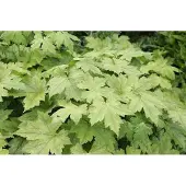 GRDplanten 6x do' - Duizendblad - Actaea japonica 'Cheju | 9x9 cm pot