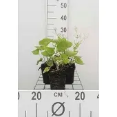 GRDplanten 6x Kaukasische vergeet-mij-nietje - Brunnera macrophylla | 9x9 cm pot