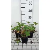 GRDplanten 6x Ganzerik - Potentilla nep. 'Miss Willmott' | 9x9 cm pot