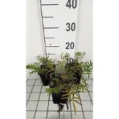 GRDplanten 6x Sanguisorba - Sanguisorba tenuif. 'Purpurea' | 9x9 cm pot