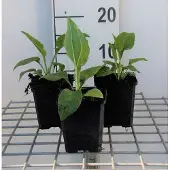 GRDplanten 6x Zonnehoed - Echinacea purp. 'White Swan' | 9x9 cm pot