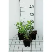 GRDplanten 6x Scharnierplant - Physostegia virg. 'Vivid' | 9x9 cm pot