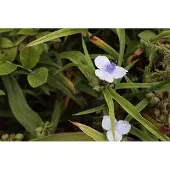 GRDplanten 6x Eendagsbloem - Tradescantia (a) 'Osprey' | 9x9 cm pot