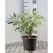GRDplanten 6x Wolfsmelk - Euphorbia char. Wulfenii' | 9x9 cm pot