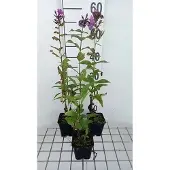 GRDplanten 6x Vlambloem - Phlox (p) 'Mies Copijn' | 9x9 cm pot