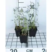 GRDplanten 6x Vlambloem - Phlox divar. 'Clouds of Perfume' | 9x9 cm pot